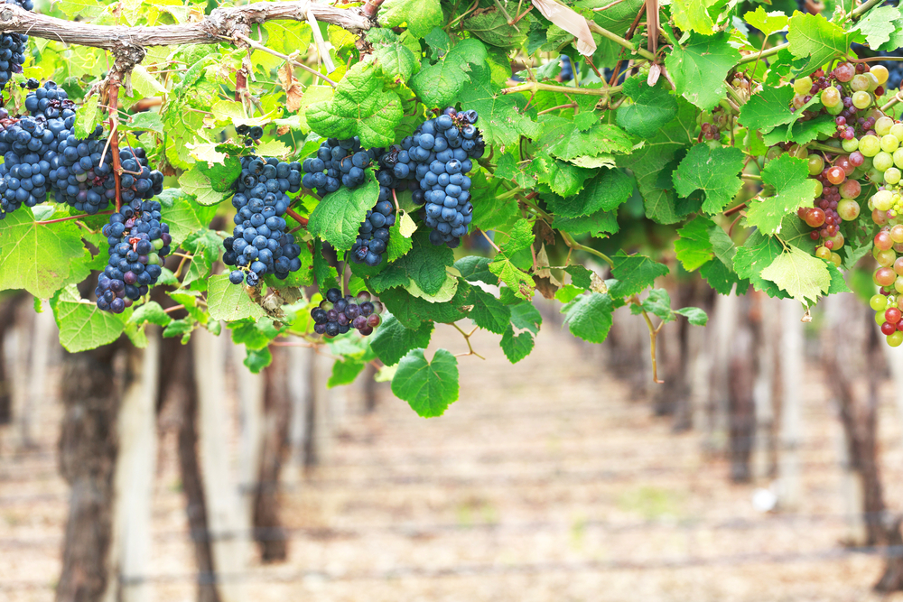 >①：ブドウ栽培・ワイン醸造学科