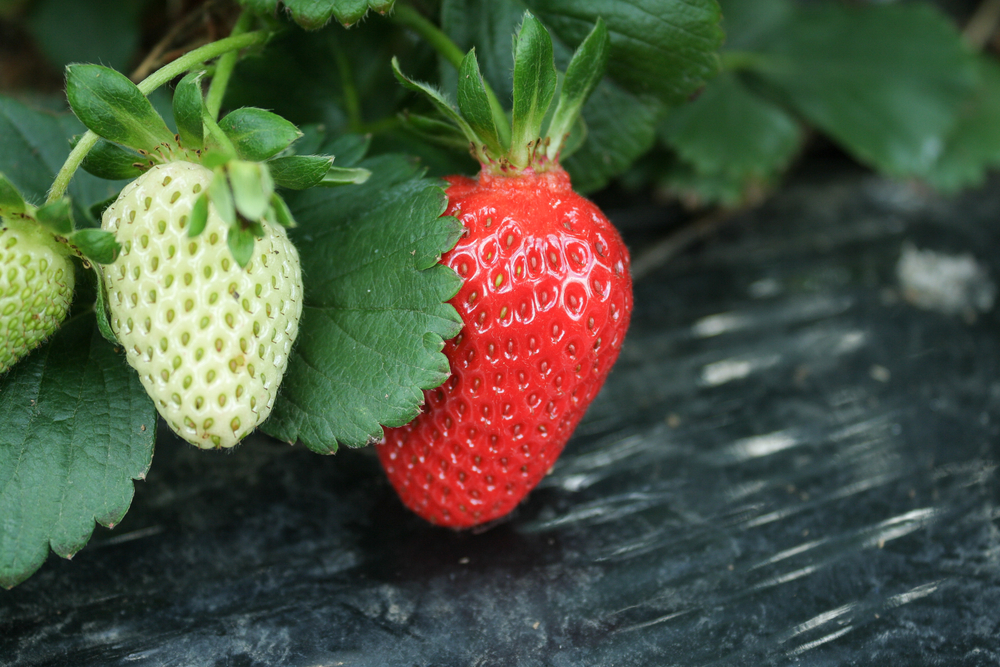 オーストラリアファームまとめ