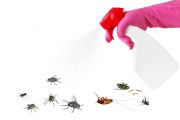 虫と戦うフィリピン留学【ゴキブリや蚊への対処法とお役立ちグッズ】