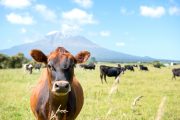 ニュージーランド酪農留学の魅力【コース・費用・おすすめ校情報】